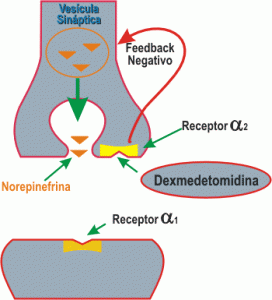 mecanismo-de-accion-dexmedetomidina